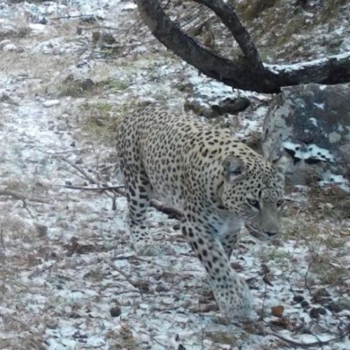 В природном парке Дагестана фотоловушки зафиксировали переднеазиатского леопарда