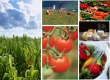 Динамика развития агропромышленного комплекса республики Дагестан